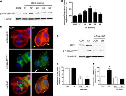 Molecular Basis of LH Action on Breast Cancer Cell Migration and Invasion via Kinase and Scaffold Proteins